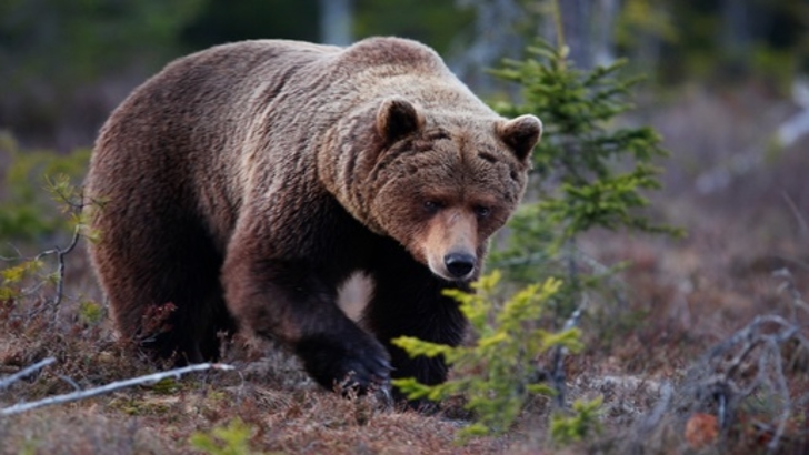 Salvare spectaculoasă, în Gorj: un urs prins într-un laț a fost eliberat